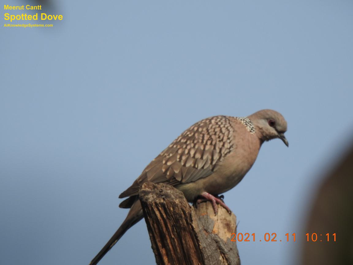 Dove Spotted (13) Coming Soon